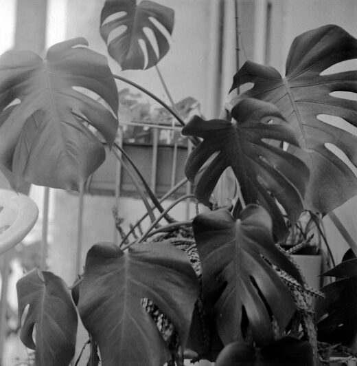 Monstera - Seagull 4A - Fomapan 100
