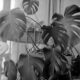 Monstera - Seagull 4A - Fomapan 100