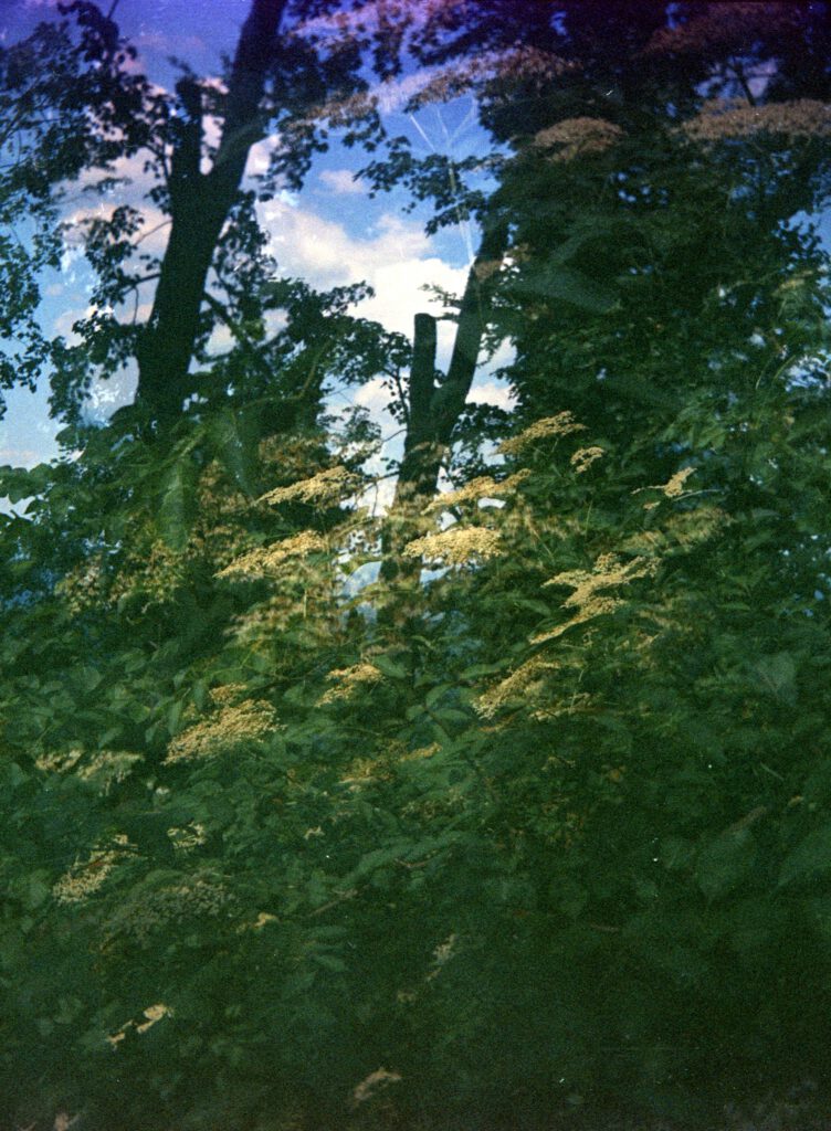 Druopta-PionyrII-Ektachrome160-Doppelbelichtung Holunder