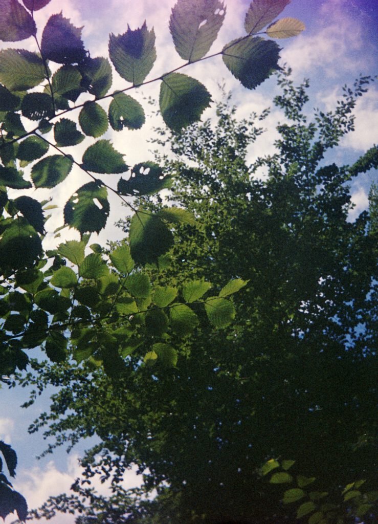Druopta-PionyrII-Ektachrome160-Blätterdach