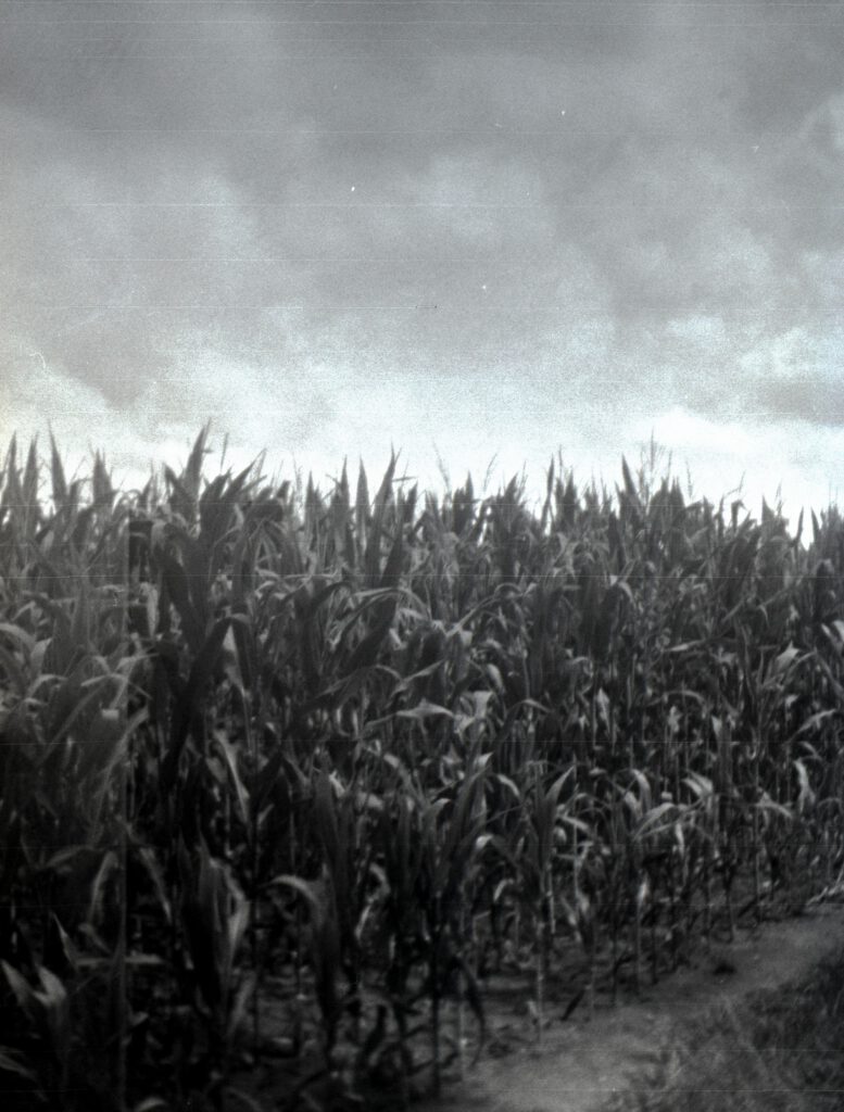 Pionyr-Fomapan100-Maisacker