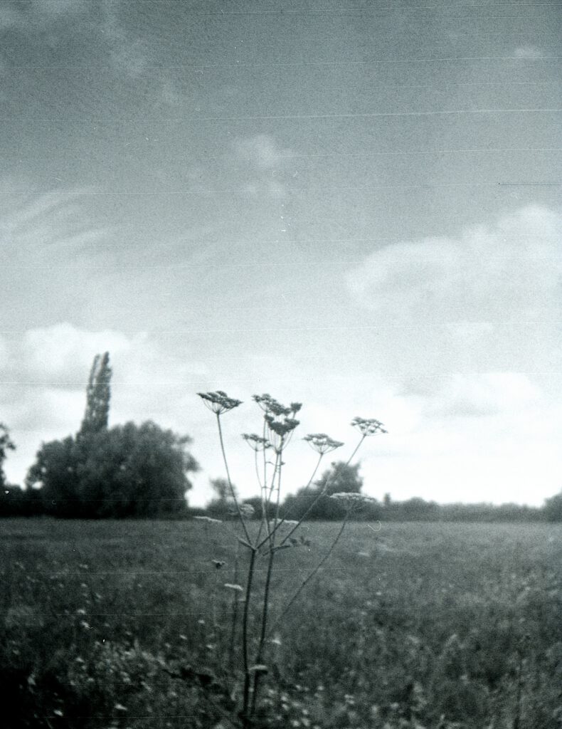 Pionyr-Fomapan100-Feld